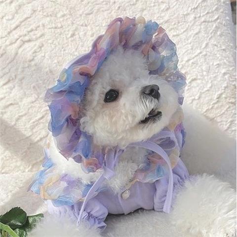 Mesh Bichon Teddy Dog Skirt
