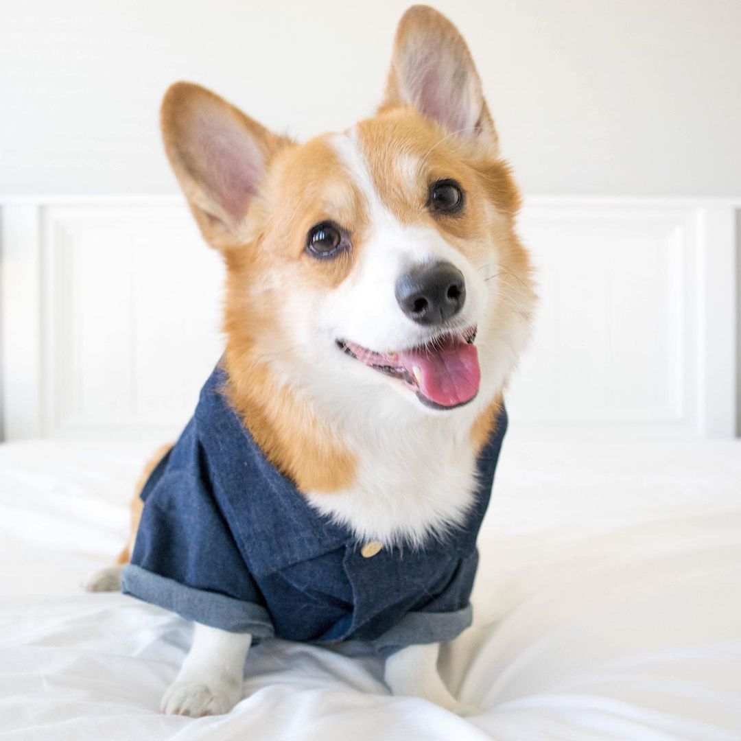 Hawaiian European And American Spring Style French Fighting Corgi Shiba Dog Shirt