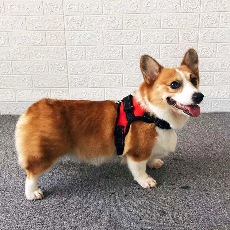 Small Dog Vest Type Rope Chest Back