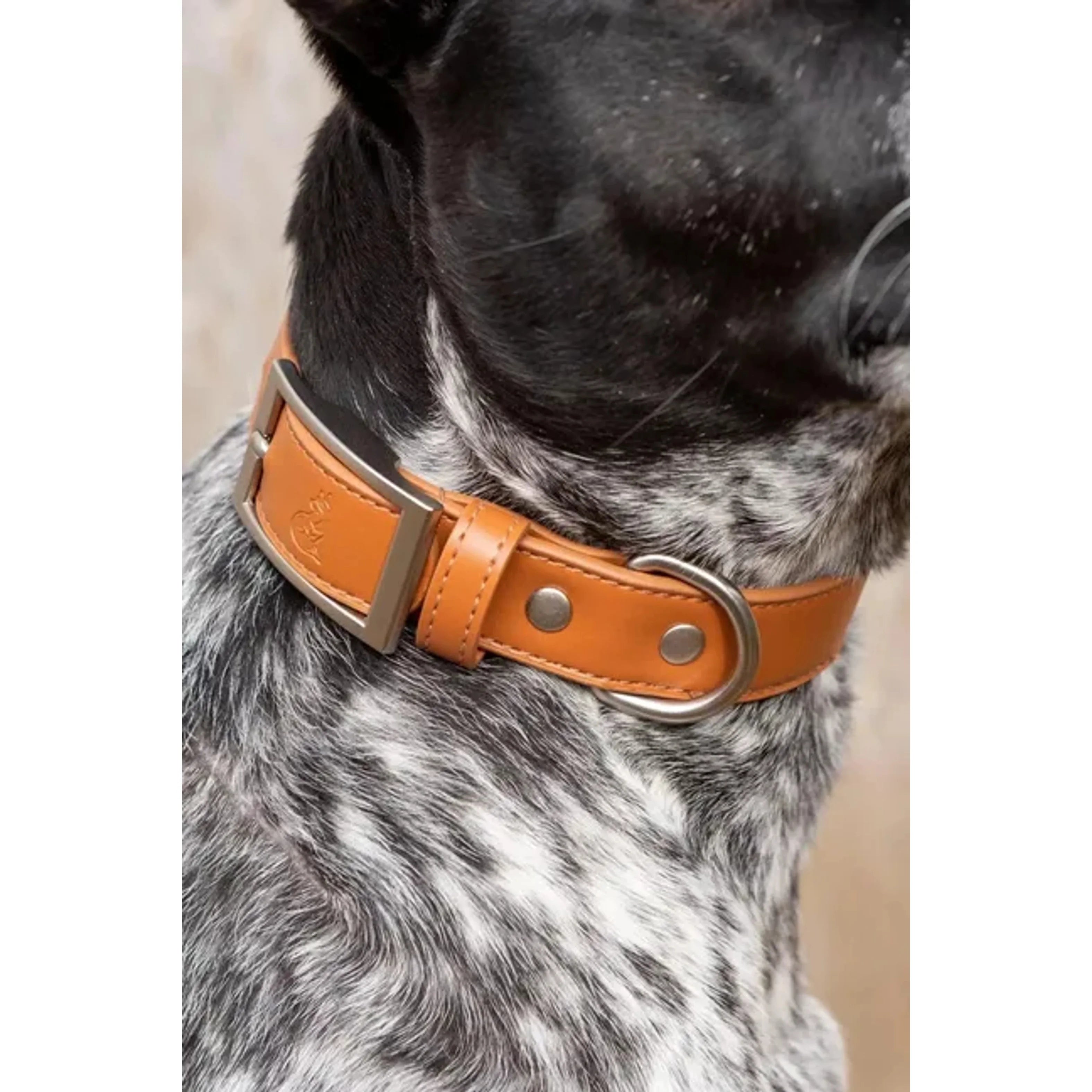 TD Pet Collar Sierra Sunrise Vegan Leather Customizable Western Style for Dogs Cats Modern Classic Print Personalized Lights