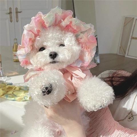 Mesh Bichon Teddy Dog Skirt